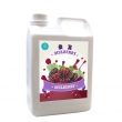 Mulberry Concentrated Juice Suppliers