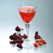 Hibiscus Plum Concentrated Juice Suppliers